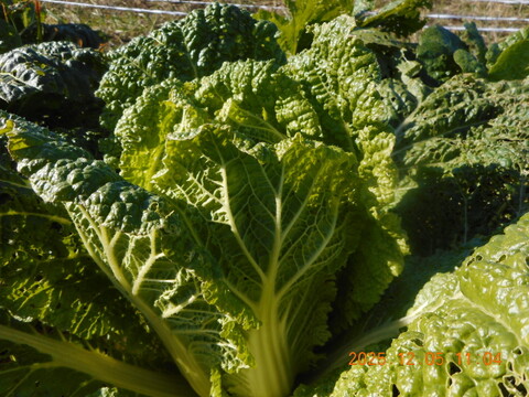 6名限定：自然農栽培で育てた奈良の冬野菜