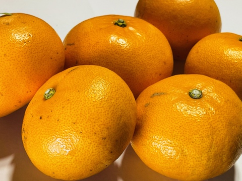 せとか“わけあり”5kg甘くて実がトロトロの柑橘