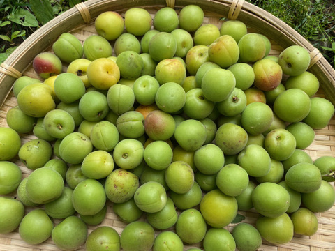 【梅ジュース梅酒に最適】農薬肥料不使用　陽ざしをたっぷりあびた小梅　色づき始め　長野県産　1ｋｇ　今年ラスト！