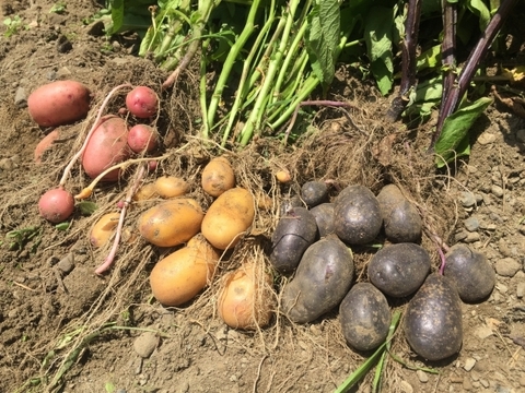 ♪ ちょっぴり春を感じる可愛いお色 ♪ カラフルじゃがいも（シャドークイーン/ノーザンルビー）2種セット（合計5キロ）