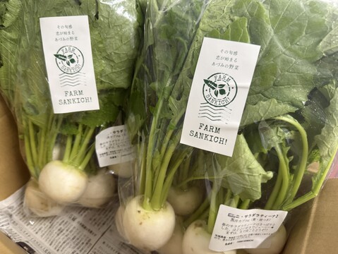 春限定｜梨みたいな甘さの安曇野サラダカブ・ラティーナ 1kg（葉付き5～８玉）