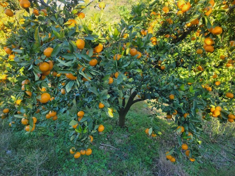 【特別栽培】和歌山県(桃山町産)　みかん【宮川早生】5kg(中みかん)
