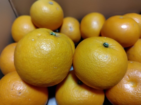 【セール中！】あなたの常識が変わる！プリプリジューシーなさつき八朔🍊（樹上超熟八朔） 【訳あり】4kg