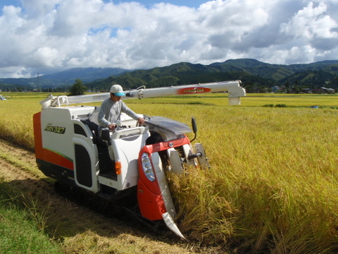 期待の粒感　R7年新米　魚沼産こしいぶき　精米5Kg