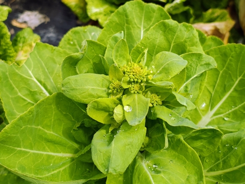 【栽培期間中農薬不使用】雪の下で耐え甘くなった菜の花（野沢菜、白菜） 60サイズにいっぱい　200グラム程度