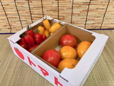 【お試しサイズ】旬のトマト4種詰め合わせセット！【贈り物・自分へのご褒美に】