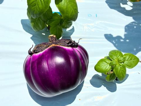 フィレンツェなす　ビステッカ