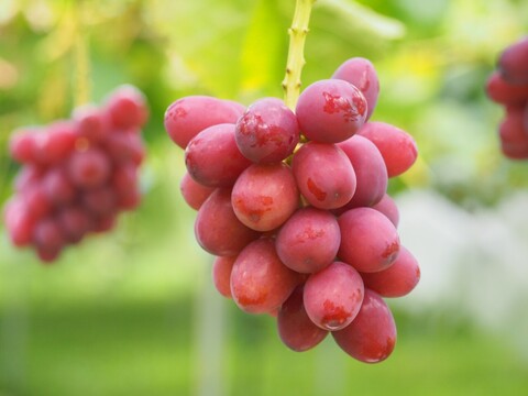 【クイーンルージュ】皮ごと食べられる希少品種！甘さ際立つ高級ぶどう！