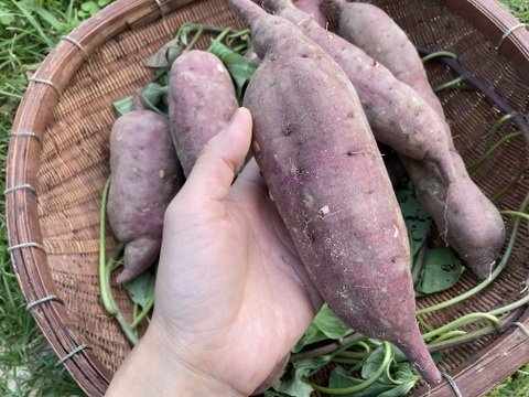 さつまいも【紅あずま】3kg