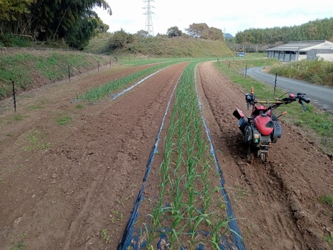 甘くて美味しい黒にんにく120ｇ×4パック