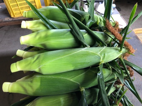 糖度18度以上　2～3L　10本　北海道産とうもろこし　恵味ゴールド