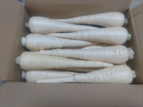 【5kg】パースニップ（Parsnip）1本当たり150g～300g