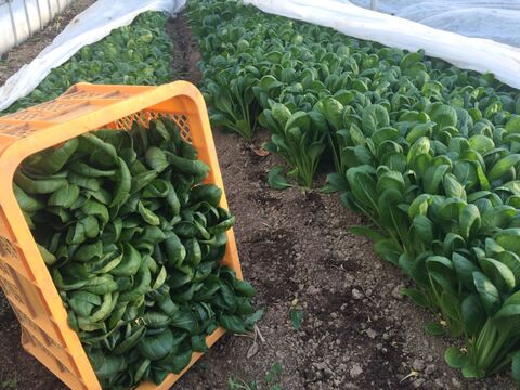 【父の日ギフト】まあるくはじけるポップコーン付き☆信州四賀より里山の旬野菜セット【mini　6品目】