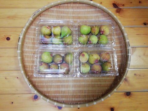 イチジク(５～１０個前後）４パック【農薬・化学肥料不使用】【熨斗(のし)対応可】６０サイズ箱