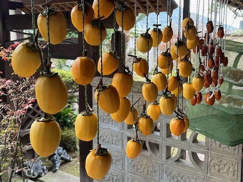 【干し柿用枝付き西条柿・干し柿専用紐付き】農薬・肥料不使用、自然栽培の渋柿。大小不揃い。３.５キロ以上(箱に入る限りお入れします。干し柿専用紐付き)