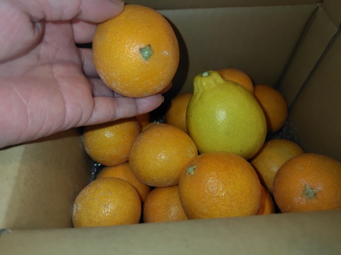 マニアが好む小粒マドンナ　　箱込約2㌔