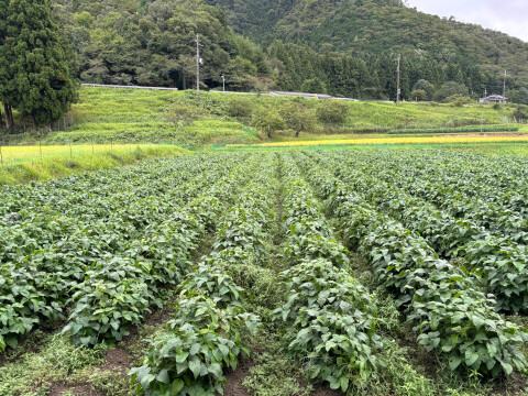 丹波篠山 黒豆 500g 丹波篠山産 丹波黒豆2L 丹波黒お正月 おせち料理 煮豆レシピ付き 令和6年産