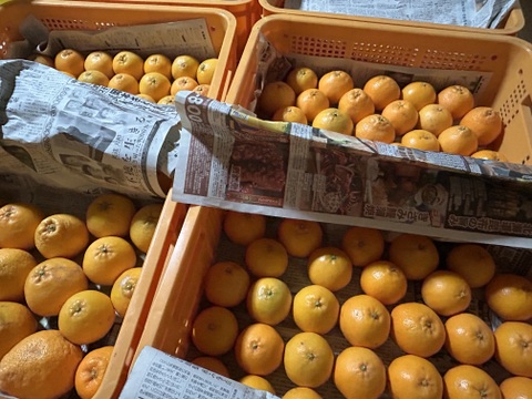 はるみ　濃厚な甘みと独特のプチプチ・ザクザク食感　ご家庭用２kg（箱込み）