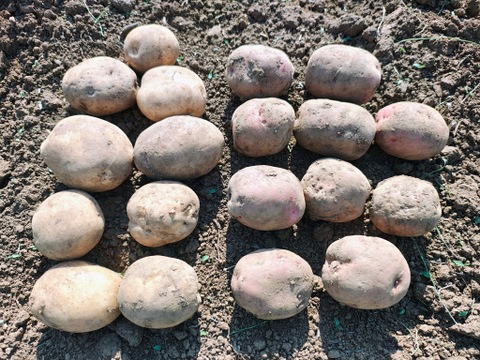 【栽培期間中　農薬不使用】いいとこどりのじゃがいもセット★デジマ&アンデスレッド（2kg）