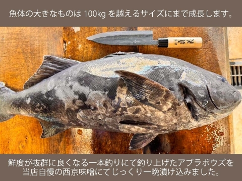 【魚史上最高の脂ノリ】アブラボウズの西京味噌漬け