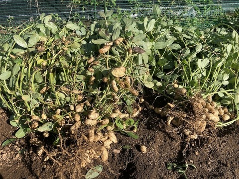 【ジャンボ生落花生】おおまさり　神奈川県秦野産1kg