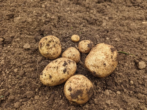 ポテサラに最適！甘みとコクのホクホクじゃが芋＊デジマ（2kg）【栽培期間中　農薬不使用】