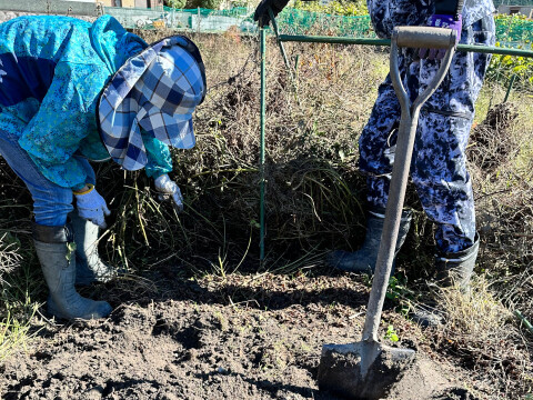 丹波篠山 山の芋 大きさお任せ 家庭用 1㎏ きりいも  大和芋 つくね芋 山芋 栄養満点 とろろ芋