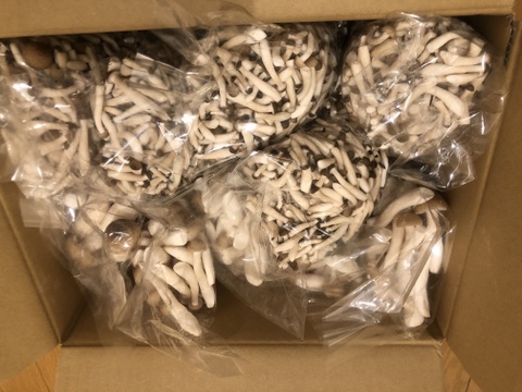 朝採り！④"ぶなしめじバラエティーパック!!"