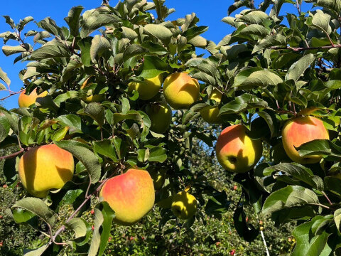 《予約商品》綺麗なぐんま名月 11月上旬  5キロ箱 14～20玉 長野県産