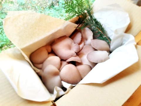 今が旬！肉厚ジューシー『原木ひらたけ』250g ×2P