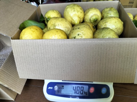 【訳あり】広島県産「これが夏レモン」《約18〜20個入》4kg以上