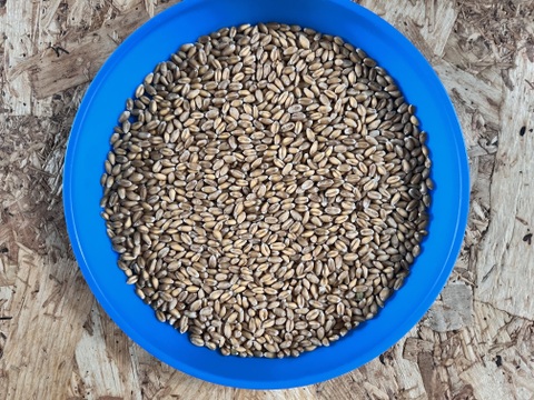 きたほなみ900g　オーガニック（有機）玄小麦2025年産　※小麦粉じゃありません