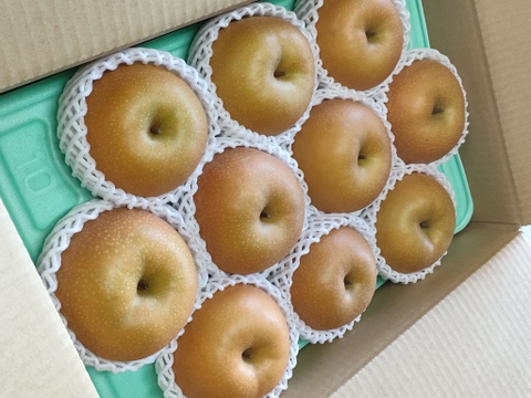 【樹上完熟和梨】あきづき～抜群のシャキシャキ感と濃厚な甘さ～5㎏以上