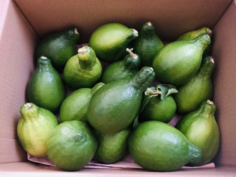 大人気！皮まで丸ごと使える大きな大きなグリーンレモン🍋[約1.7kg]