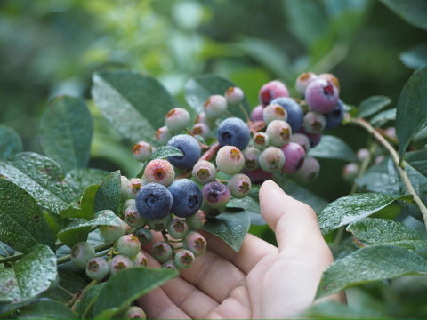 農薬不使用大粒冷凍ブルーベリー １kg【るりしずく】