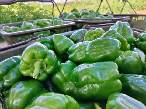 八ヶ岳高原の恵み満載！新鮮野菜5種詰め合わせセット