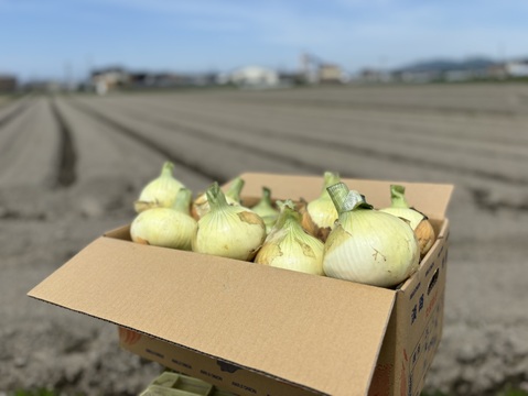 淡路島春の新玉ねぎ七宝♪♪ちょっぴり訳あり君！