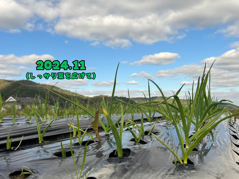 【自然農法で栄養満点】にんにく⭐︎500g⭐︎尾道市産【農薬•肥料　不使用】