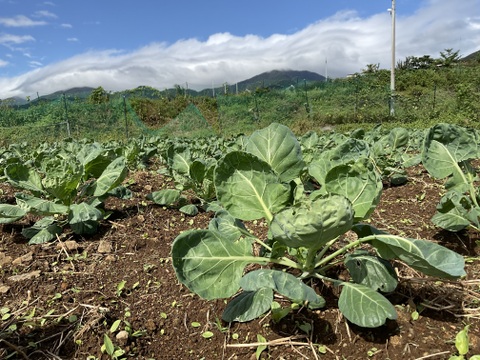 【予約増量(^^♪】〜え？1株に実が30粒以上なの？〜"株ごと芽キャベツ"　おうちで収穫体験！(2株)＋おまけ野菜1つ　　from 名水の里　神奈川県秦野市