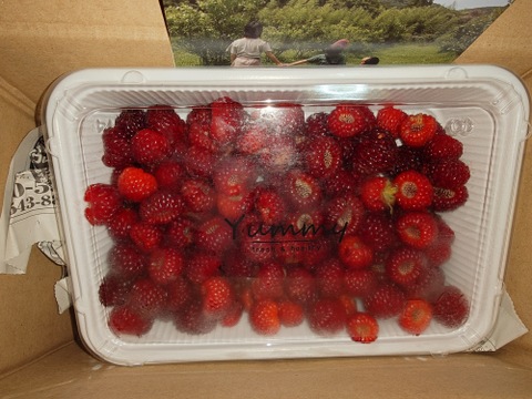 農薬不使用　完熟木苺（ラズベリー）
冷蔵で生のままお届けします！