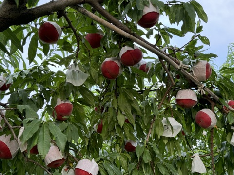 桃【品種おまかせ】硬め&追熟させて柔らかめ食べ比べ　3kg 【常温】