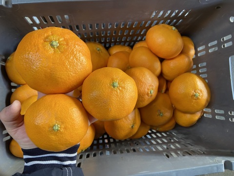 最上級の満足感！無選果【木取り】甘平（５ｋｇ）サンプル糖度11～12度。