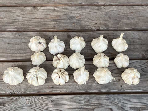 自然栽培　乾燥にんにく　箱込5Kg