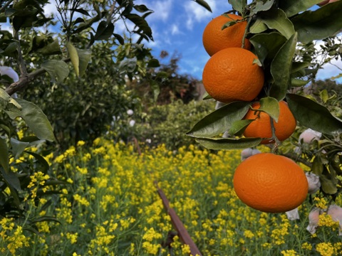 柑橘の母🤱清見オレンジ🍊（家庭用・5Kg）