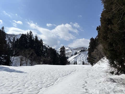 魚沼産コシヒカリ 5kg 精米 魚沼市産 令和7年産