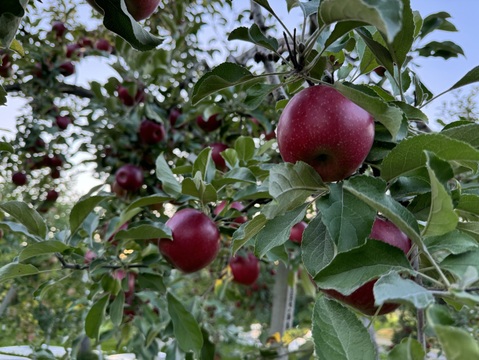 クセになる酸味　お菓子作りに良し、生食でも良し　青森県産　紅玉(こうぎょく)　家庭用　約5キロ　限定再販売