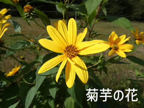 冬の芋類４種バラエティセット（4kg）さつまいも・里芋・菊芋・ヤーコン