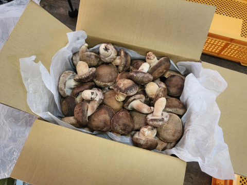 【原木生椎茸】「京ぽんぽん」（1000g）京都府産　原木栽培　農薬不使用