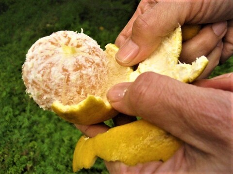 朝採りの”伊予柑”と”はるひ”合わせて3kg【柑橘食べ比べ】