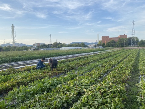 【5kg】畑のルビー‼️食べる輸血と話題の赤穂ビーツ